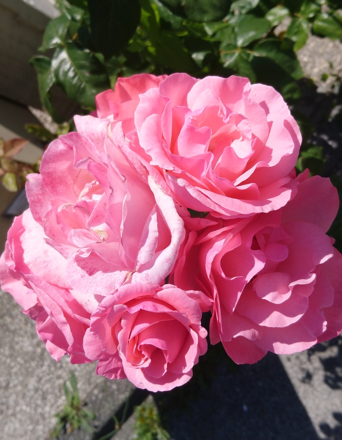 journee : "accueillir le printemps"