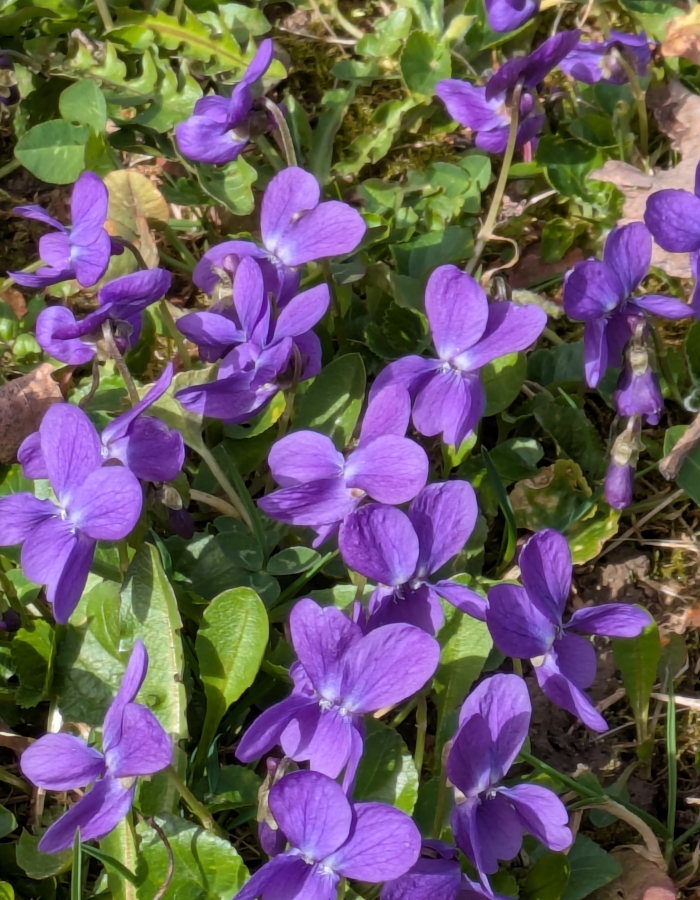 journee : "accueillir le printemps"